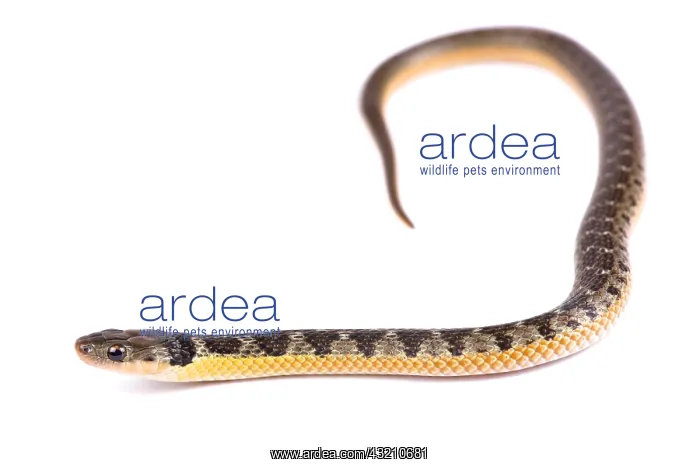 : Golden bellied snake (Liophis poecilogyrus) on white : Golden bellied snake (Liophis poecilogyrus) on white