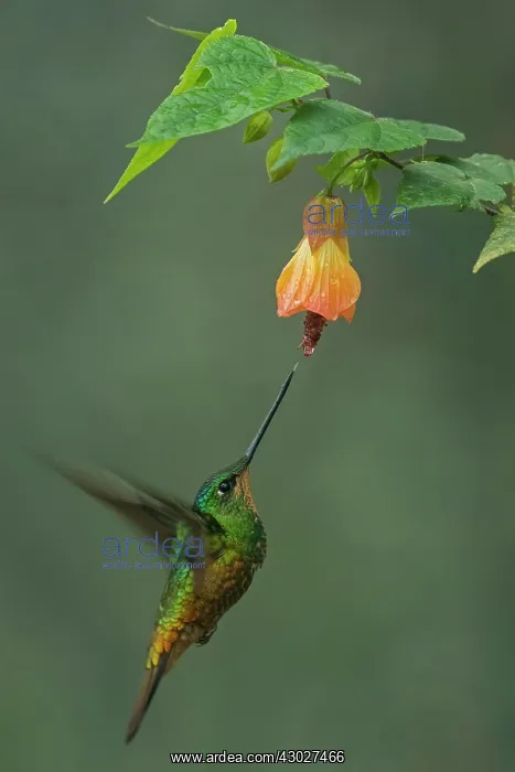 : Golden-bellied Starfrontlet, female, flying, Chicaque : Golden-bellied Starfrontlet, female, flying, Chicaque
