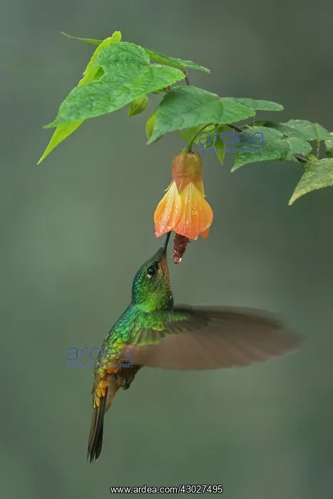 : Golden-bellied Starfrontlet, female, flying, Chicaque : Golden-bellied Starfrontlet, female, flying, Chicaque