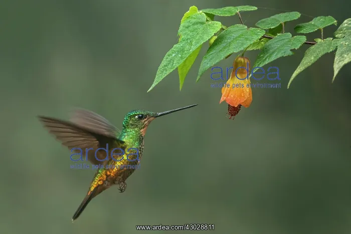 : Golden-bellied Starfrontlet, female, flying, Chicaque : Golden-bellied Starfrontlet, female, flying, Chicaque