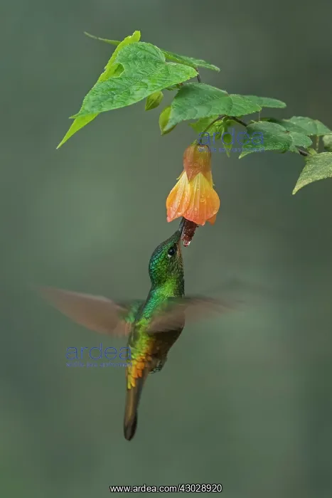 : Golden-bellied Starfrontlet, female, flying, Chicaque : Golden-bellied Starfrontlet, female, flying, Chicaque