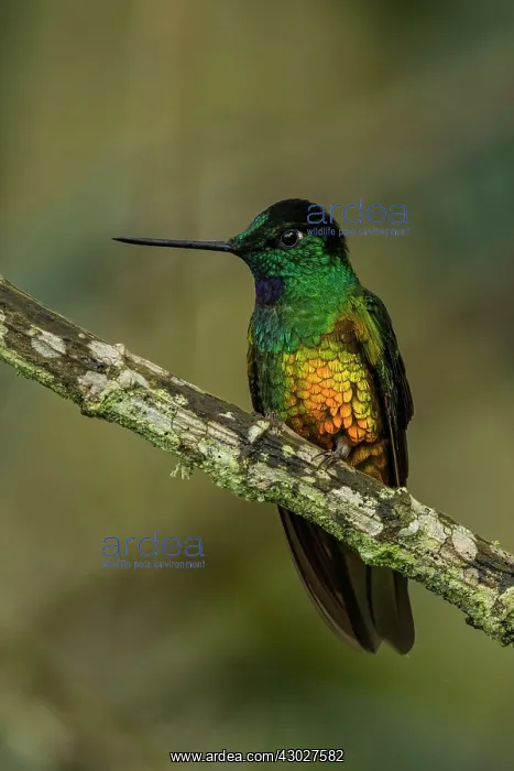 : Golden-bellied Starfrontlet, male, Chicaque Natural : Golden-bellied Starfrontlet, male, Chicaque Natural