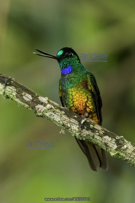 : Golden-bellied Starfrontlet, male, Chicaque Natural : Golden-bellied Starfrontlet, male, Chicaque Natural
