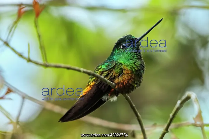 : Golden-bellied Starfrontlet, male, Chicaque Natural : Golden-bellied Starfrontlet, male, Chicaque Natural