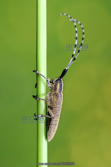 : Golden-bloomed Grey Longhorn Beetle : Golden-bloomed Grey Longhorn Beetle