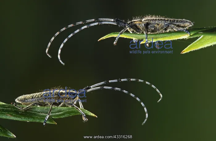 : Golden-bloomed Grey Longhorn Beetle : Golden-bloomed Grey Longhorn Beetle