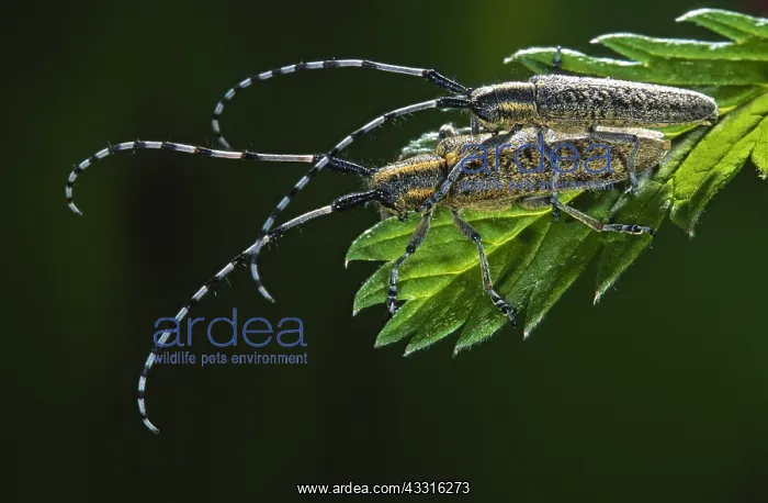 : Golden-bloomed Grey Longhorn Beetle : Golden-bloomed Grey Longhorn Beetle