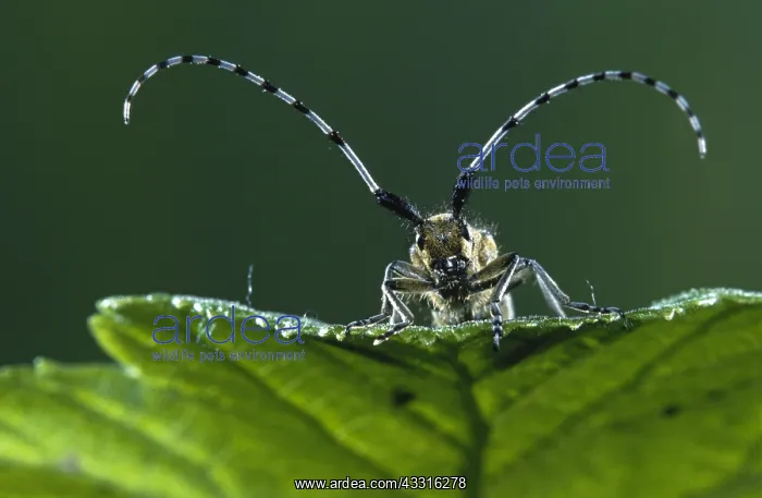 : Golden-bloomed Grey Longhorn Beetle : Golden-bloomed Grey Longhorn Beetle