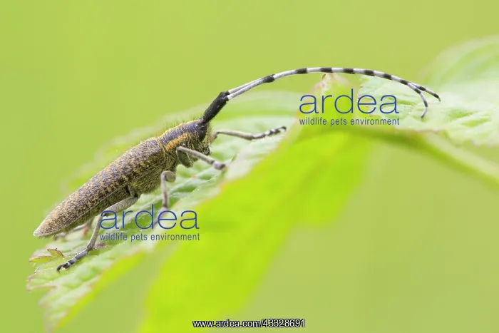: Golden-bloomed Grey Longhorn Beetle : Golden-bloomed Grey Longhorn Beetle