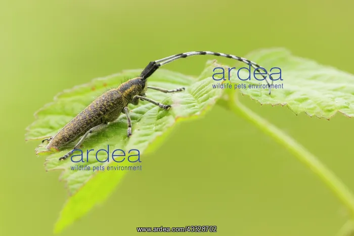 : Golden-bloomed Grey Longhorn Beetle : Golden-bloomed Grey Longhorn Beetle