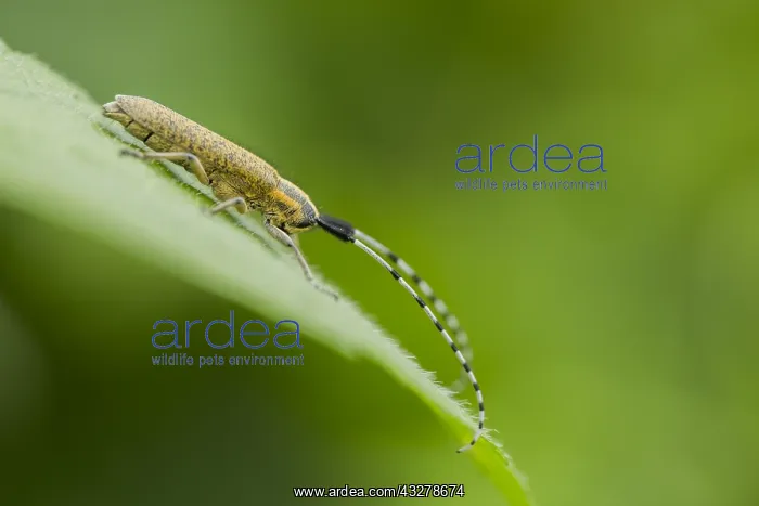 : Golden-bloomed Grey Longhorn Beetle (Agapanthia : Golden-bloomed Grey Longhorn Beetle (Agapanthia