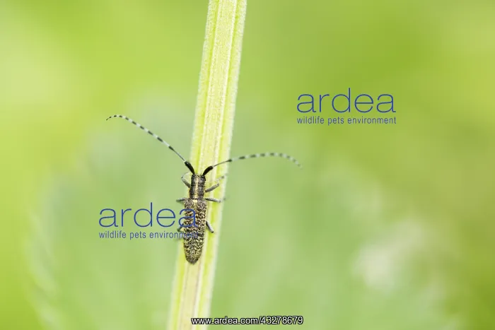 : Golden-bloomed Grey Longhorn Beetle (Agapanthia : Golden-bloomed Grey Longhorn Beetle (Agapanthia