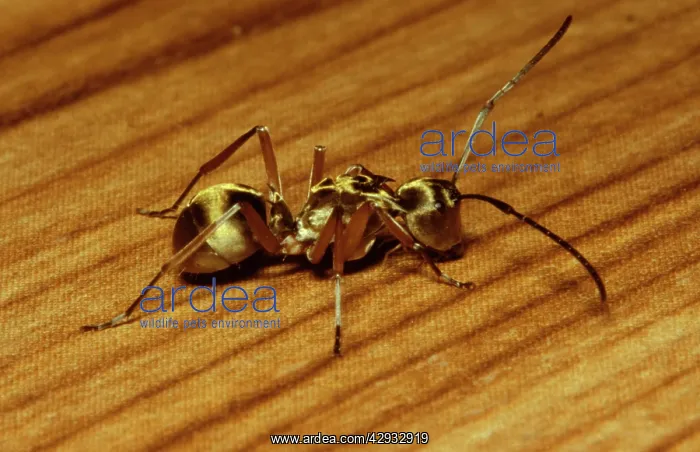 : Golden-bodied ant - easily recognised by its golden : Golden-bodied ant - easily recognised by its golden