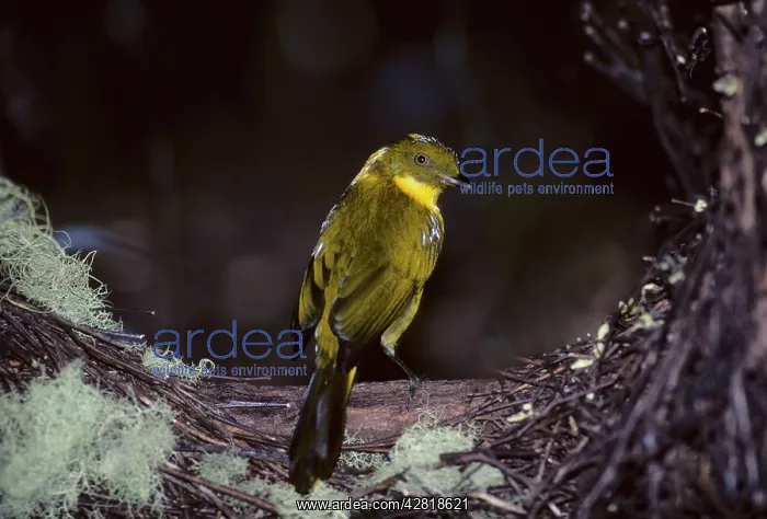 : Golden Bowerbird - at Bower : Golden Bowerbird - at Bower