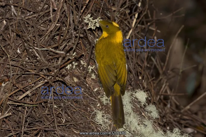 : Golden Bowerbird - At a bower on Atherton Tableland : Golden Bowerbird - At a bower on Atherton Tableland