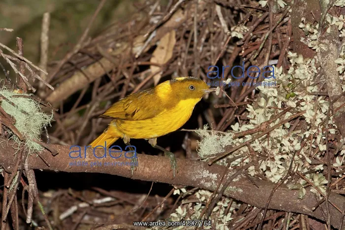 : Golden Bowerbird - carrying a small twig with 2 : Golden Bowerbird - carrying a small twig with 2