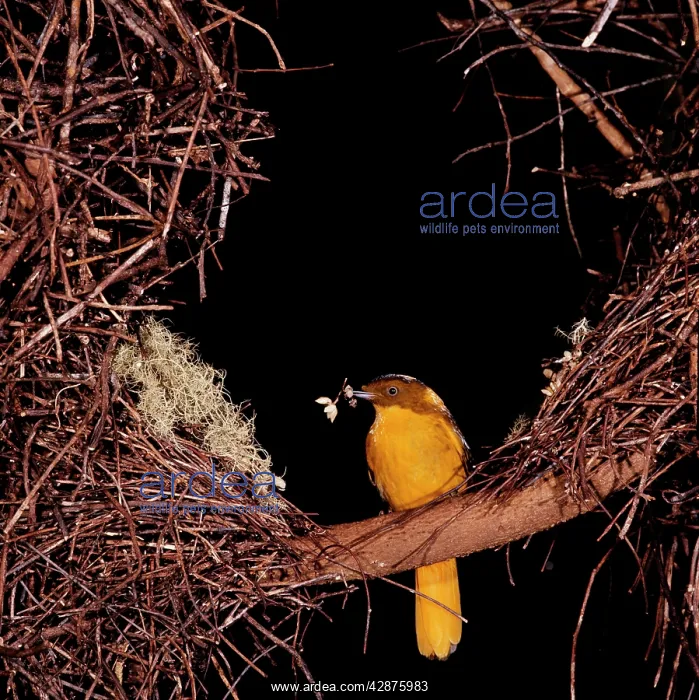 : Golden BOWERBIRD - decorating his bower : Golden BOWERBIRD - decorating his bower