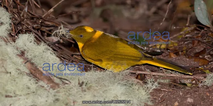 : Golden Bowerbird - A Golden Bowerbird with lichen : Golden Bowerbird - A Golden Bowerbird with lichen