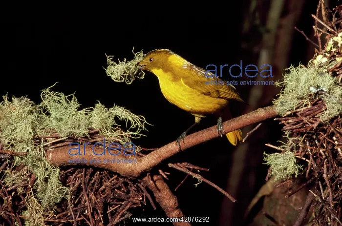 : Golden Bowerbird - male : Golden Bowerbird - male