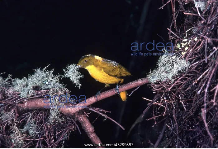 : Golden BOWERBIRD - male, with nesting material in beak : Golden BOWERBIRD - male, with nesting material in beak