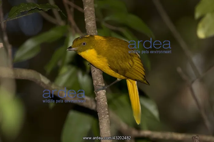 : Golden Bowerbird - perched on a sapling - near a : Golden Bowerbird - perched on a sapling - near a