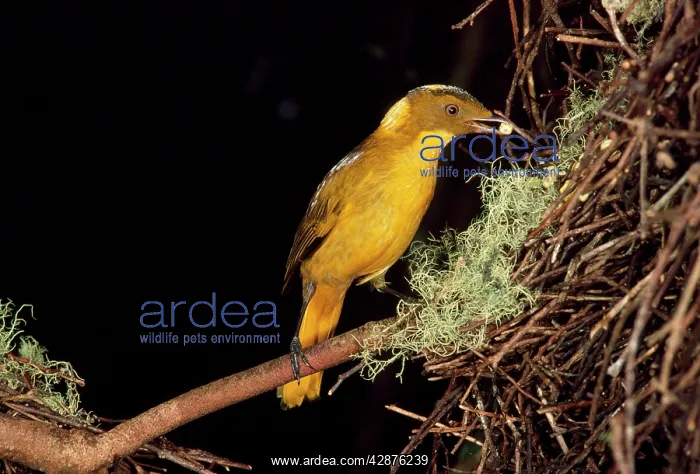 : Golden Bowerbird - about to place fruit into larder : Golden Bowerbird - about to place fruit into larder