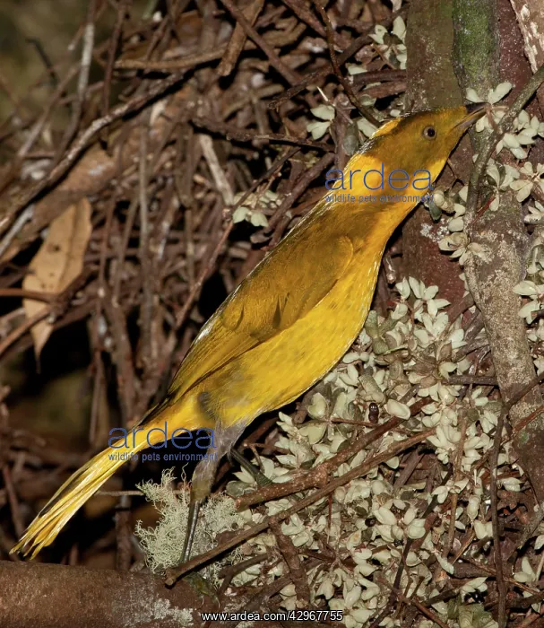 : Golden Bowerbird - placing a flower on its bower : Golden Bowerbird - placing a flower on its bower