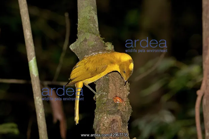 : Golden Bowerbird - in rainforest - male Golden : Golden Bowerbird - in rainforest - male Golden