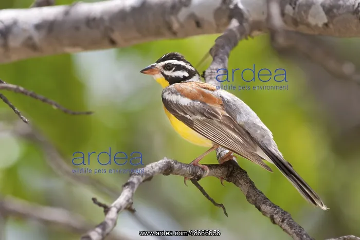 : Golden-breasted Bunting (Emberiza flaviventris) : Golden-breasted Bunting (Emberiza flaviventris)