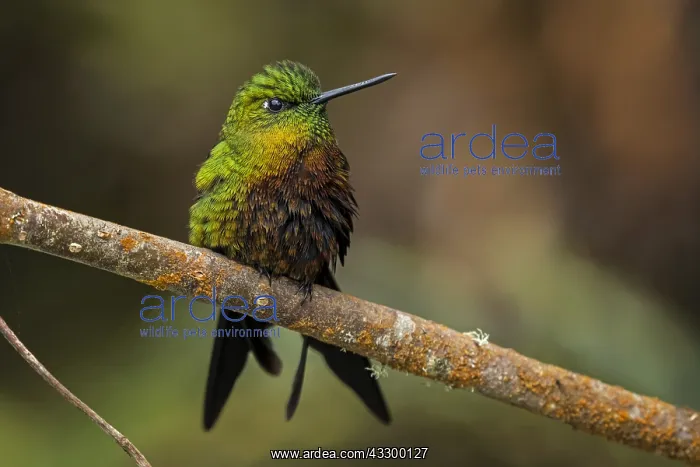 : Golden-breasted Puffleg (Eriocnemis mosquera) Los : Golden-breasted Puffleg (Eriocnemis mosquera) Los