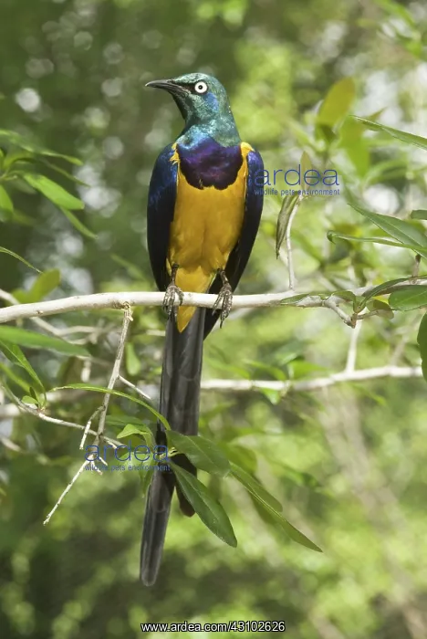 : Golden-breasted or Royal Starling : Golden-breasted or Royal Starling