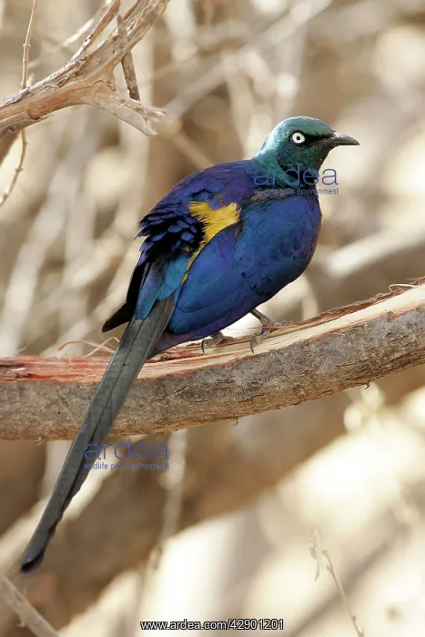  : Golden-breasted Starling