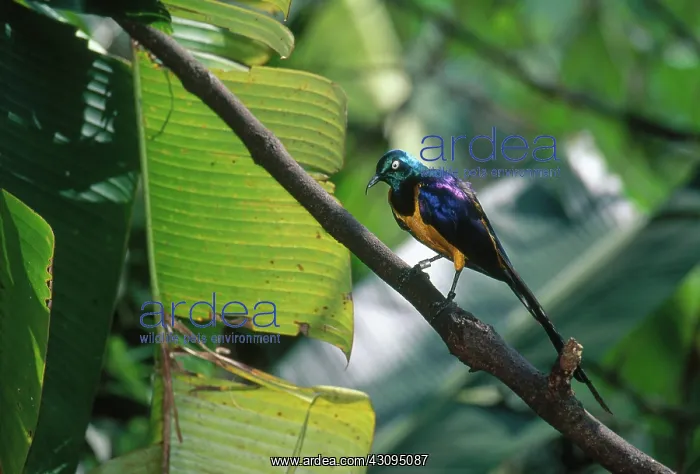 : Golden-breasted Starling : Golden-breasted Starling