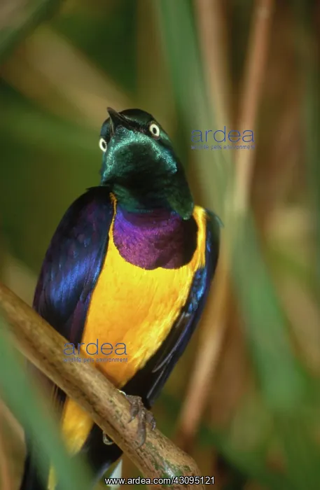 : Golden-breasted Starling : Golden-breasted Starling