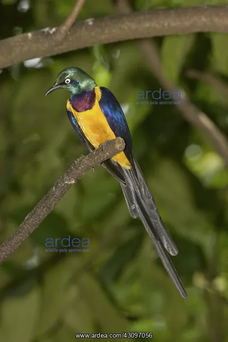: Golden-breasted Starling : Golden-breasted Starling