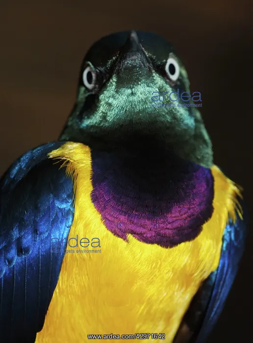 : Golden-breasted Starling - grassland, savanna and : Golden-breasted Starling - grassland, savanna and