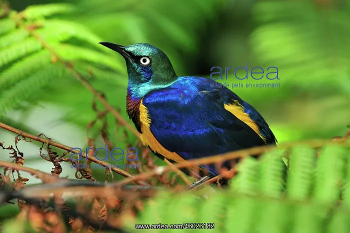 : Golden-breasted Starling / Royal Starling : Golden-breasted Starling / Royal Starling