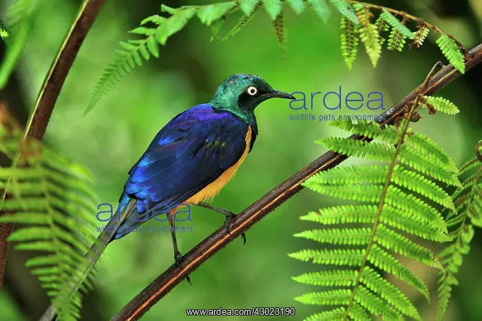 : Golden-breasted Starling / Royal Starling : Golden-breasted Starling / Royal Starling