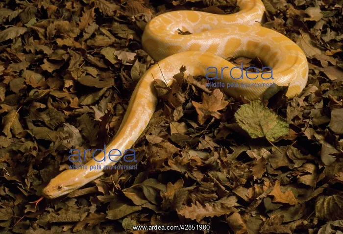 : Golden Burmese Python - albino : Golden Burmese Python - albino