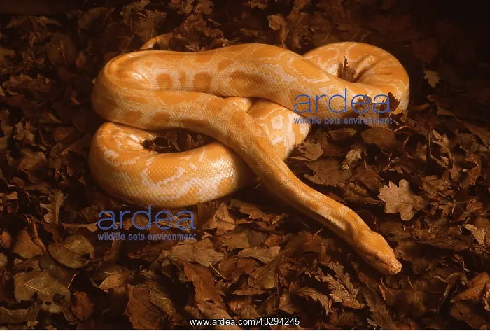 : GOLDEN BURMESE PYTHON - Albino : GOLDEN BURMESE PYTHON - Albino