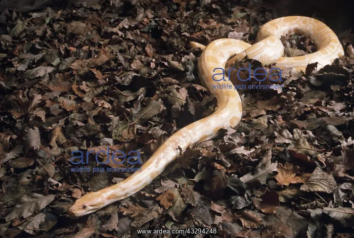 : GOLDEN BURMESE PYTHON - ALBINO : GOLDEN BURMESE PYTHON - ALBINO