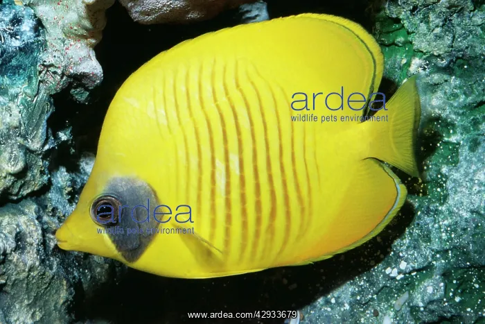 : Golden Butterfly Fish : Golden Butterfly Fish