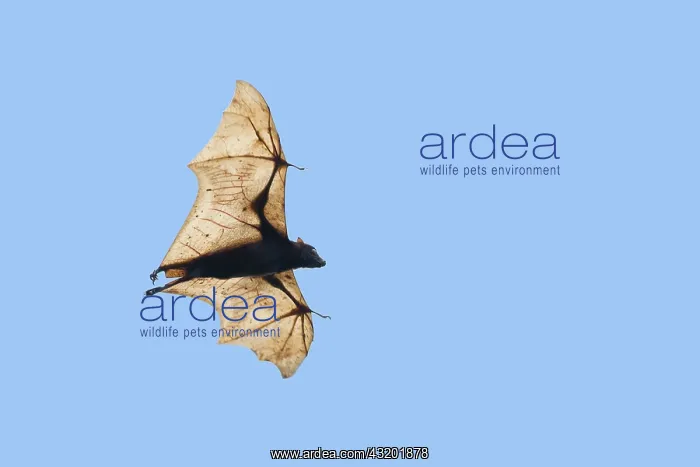 : Golden-capped Fruit Bat - in flight Acerodon jubatus : Golden-capped Fruit Bat - in flight Acerodon jubatus