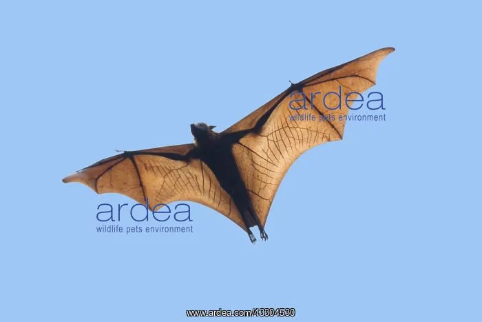 : Golden-capped Fruit Bat - in flight Acerodon jubatus