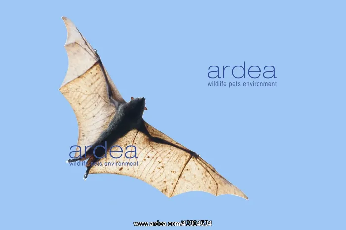 : Golden-capped Fruit Bat - in flight Acerodon jubatus : Golden-capped Fruit Bat - in flight Acerodon jubatus