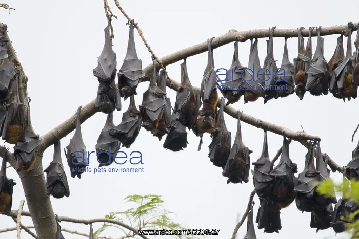 : Golden-capped Fruit Bat - group roosting Acerodon : Golden-capped Fruit Bat - group roosting Acerodon