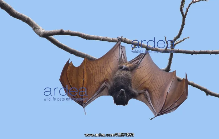 : Golden-capped Fruit Bat - open wings at roost Acerodon : Golden-capped Fruit Bat - open wings at roost Acerodon