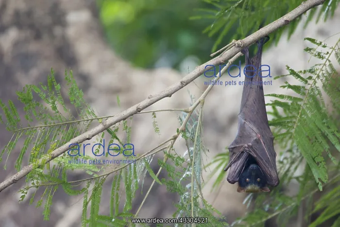 : Golden-capped Fruit Bat - roosting Acerodon jubatus : Golden-capped Fruit Bat - roosting Acerodon jubatus