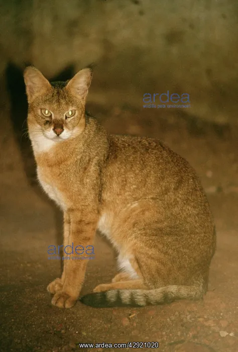  : GOLDEN CAT