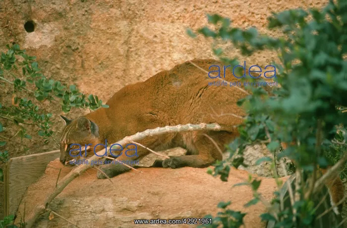  : GOLDEN CAT